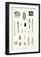 Backbones, 1863-79-Raimundo Petraroja-Framed Giclee Print