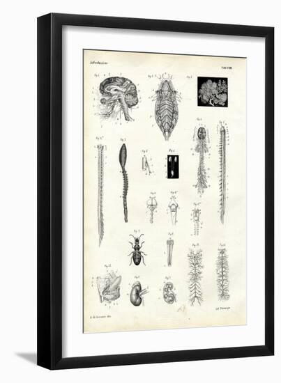 Backbones, 1863-79-Raimundo Petraroja-Framed Giclee Print