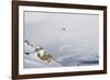 Backcountry Skier Chris Smith Paints His Line On The Northface Of Lake Peak, Wasatch Mts, Utah-Louis Arevalo-Framed Photographic Print