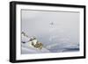 Backcountry Skier Chris Smith Paints His Line On The Northface Of Lake Peak, Wasatch Mts, Utah-Louis Arevalo-Framed Photographic Print