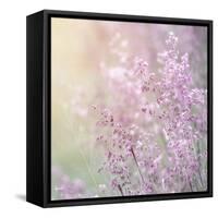 Background of Beautiful Lavender Color Flower Field-Anna Omelchenko-Framed Stretched Canvas