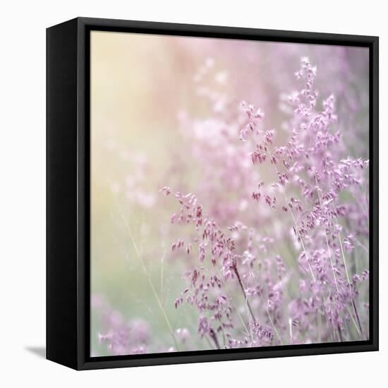 Background of Beautiful Lavender Color Flower Field-Anna Omelchenko-Framed Stretched Canvas