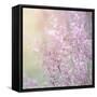 Background of Beautiful Lavender Color Flower Field-Anna Omelchenko-Framed Stretched Canvas