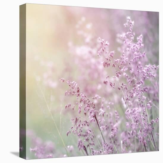 Background of Beautiful Lavender Color Flower Field-Anna Omelchenko-Stretched Canvas