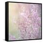 Background of Beautiful Lavender Color Flower Field-Anna Omelchenko-Framed Stretched Canvas