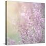 Background of Beautiful Lavender Color Flower Field-Anna Omelchenko-Stretched Canvas