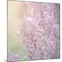 Background of Beautiful Lavender Color Flower Field-Anna Omelchenko-Mounted Photographic Print