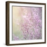 Background of Beautiful Lavender Color Flower Field-Anna Omelchenko-Framed Photographic Print