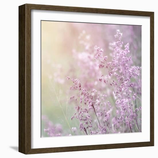 Background of Beautiful Lavender Color Flower Field-Anna Omelchenko-Framed Photographic Print