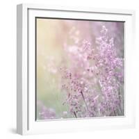 Background of Beautiful Lavender Color Flower Field-Anna Omelchenko-Framed Photographic Print