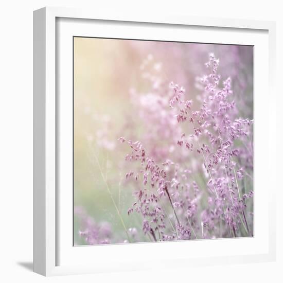 Background of Beautiful Lavender Color Flower Field-Anna Omelchenko-Framed Photographic Print