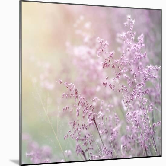 Background of Beautiful Lavender Color Flower Field-Anna Omelchenko-Mounted Photographic Print
