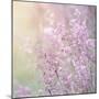 Background of Beautiful Lavender Color Flower Field-Anna Omelchenko-Mounted Photographic Print