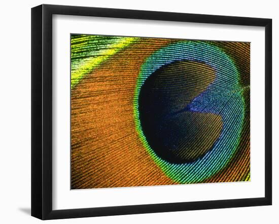 Background Peacock Feather-null-Framed Premium Photographic Print