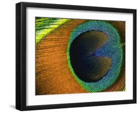 Background Peacock Feather-null-Framed Premium Photographic Print