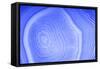 Background with Blue Agate Structure-Dr Alex-Framed Stretched Canvas