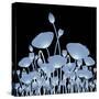 Background with X-Ray Poppy Flowers for Your Design-Vadym Nechyporenko-Stretched Canvas