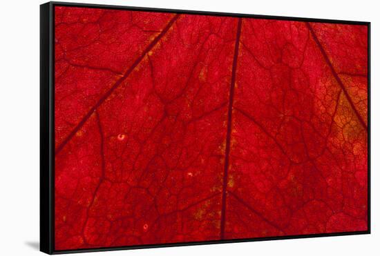 Backlighting displaying veins on Autumns red leaf-Darrell Gulin-Framed Stretched Canvas