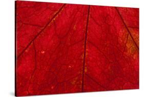Backlighting displaying veins on Autumns red leaf-Darrell Gulin-Stretched Canvas