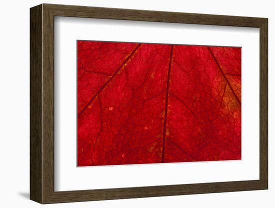 Backlighting displaying veins on Autumns red leaf-Darrell Gulin-Framed Photographic Print