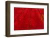 Backlighting displaying veins on Autumns red leaf-Darrell Gulin-Framed Photographic Print