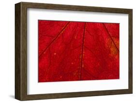 Backlighting displaying veins on Autumns red leaf-Darrell Gulin-Framed Photographic Print