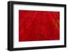 Backlighting displaying veins on Autumns red leaf-Darrell Gulin-Framed Photographic Print