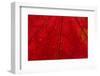 Backlighting displaying veins on Autumns red leaf-Darrell Gulin-Framed Photographic Print