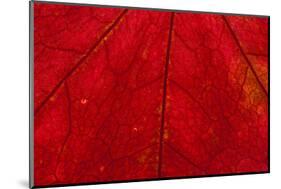 Backlighting displaying veins on Autumns red leaf-Darrell Gulin-Mounted Photographic Print