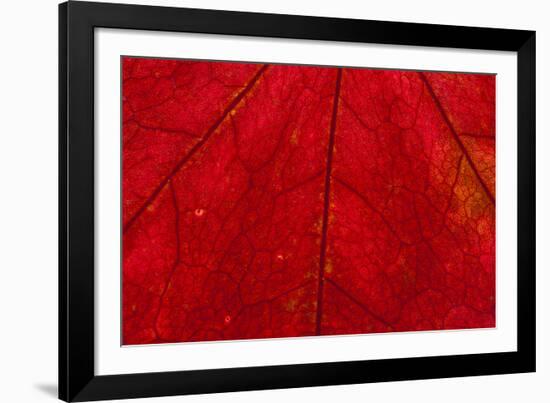 Backlighting displaying veins on Autumns red leaf-Darrell Gulin-Framed Photographic Print