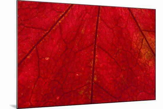 Backlighting displaying veins on Autumns red leaf-Darrell Gulin-Mounted Photographic Print