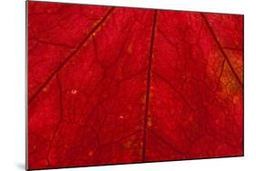 Backlighting displaying veins on Autumns red leaf-Darrell Gulin-Mounted Photographic Print