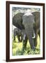 Backlit, Adult and Baby African Bush Elephant (Loxodonta Africana) in Grass, Botlierskop Game Lodge-Kim Walker-Framed Photographic Print