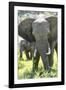 Backlit, Adult and Baby African Bush Elephant (Loxodonta Africana) in Grass, Botlierskop Game Lodge-Kim Walker-Framed Photographic Print