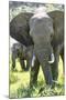 Backlit, Adult and Baby African Bush Elephant (Loxodonta Africana) in Grass, Botlierskop Game Lodge-Kim Walker-Mounted Photographic Print