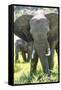 Backlit, Adult and Baby African Bush Elephant (Loxodonta Africana) in Grass, Botlierskop Game Lodge-Kim Walker-Framed Stretched Canvas