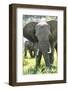 Backlit, Adult and Baby African Bush Elephant (Loxodonta Africana) in Grass, Botlierskop Game Lodge-Kim Walker-Framed Photographic Print