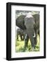 Backlit, Adult and Baby African Bush Elephant (Loxodonta Africana) in Grass, Botlierskop Game Lodge-Kim Walker-Framed Photographic Print