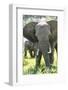 Backlit, Adult and Baby African Bush Elephant (Loxodonta Africana) in Grass, Botlierskop Game Lodge-Kim Walker-Framed Photographic Print