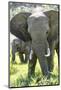 Backlit, Adult and Baby African Bush Elephant (Loxodonta Africana) in Grass, Botlierskop Game Lodge-Kim Walker-Mounted Photographic Print