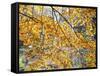 Backlit Autumn Leaves in Strid Wood, Bolton Abbey, Yorkshire, England, United Kingdom, Europe-Mark Sunderland-Framed Stretched Canvas