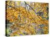 Backlit Autumn Leaves in Strid Wood, Bolton Abbey, Yorkshire, England, United Kingdom, Europe-Mark Sunderland-Stretched Canvas