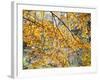 Backlit Autumn Leaves in Strid Wood, Bolton Abbey, Yorkshire, England, United Kingdom, Europe-Mark Sunderland-Framed Photographic Print