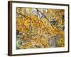 Backlit Autumn Leaves in Strid Wood, Bolton Abbey, Yorkshire, England, United Kingdom, Europe-Mark Sunderland-Framed Photographic Print