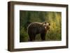 Backlit bear-Richard Krchnak-Framed Photographic Print