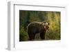 Backlit bear-Richard Krchnak-Framed Photographic Print