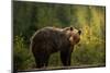 Backlit bear-Richard Krchnak-Mounted Photographic Print