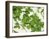 Backlit Beech Leaves-Lee Frost-Framed Photographic Print