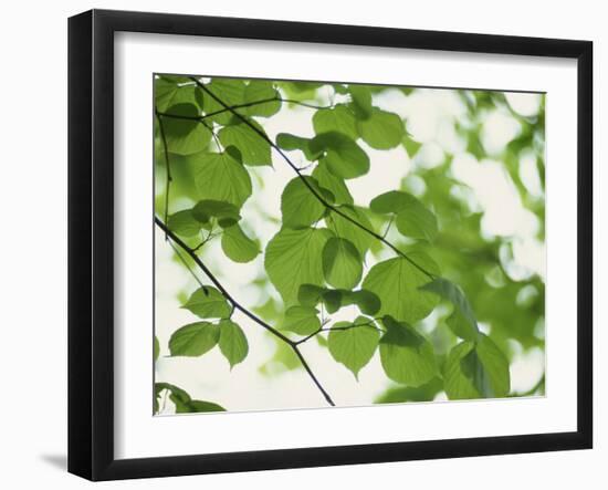 Backlit Beech Leaves-Lee Frost-Framed Photographic Print