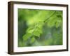 Backlit Beech Leaves-Lee Frost-Framed Photographic Print